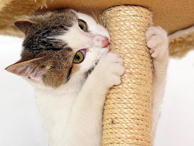 Choosing the Perfect Scratching Post: A Guide for Cat Owners