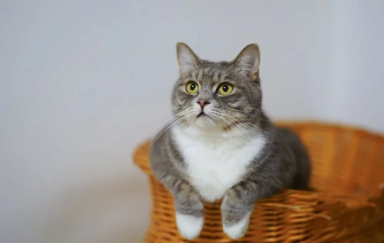 Unraveling the Mystery: Exploring the Lifespan and Lifecycle of Pet Cats